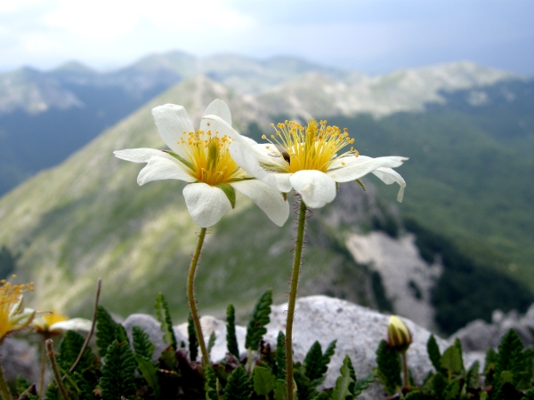 Dryas octopetala / Camedrio alpino